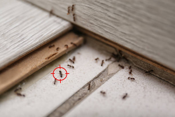 Pest Prevention Services in Colorado City, AZ