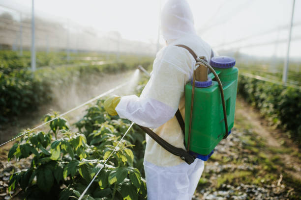 Wasp Removal Services in Colorado City, AZ